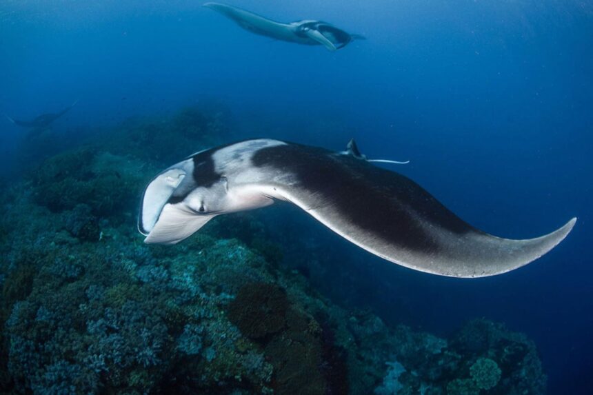 Manta rays gliding over a coral reef with more circling above in Indonesia