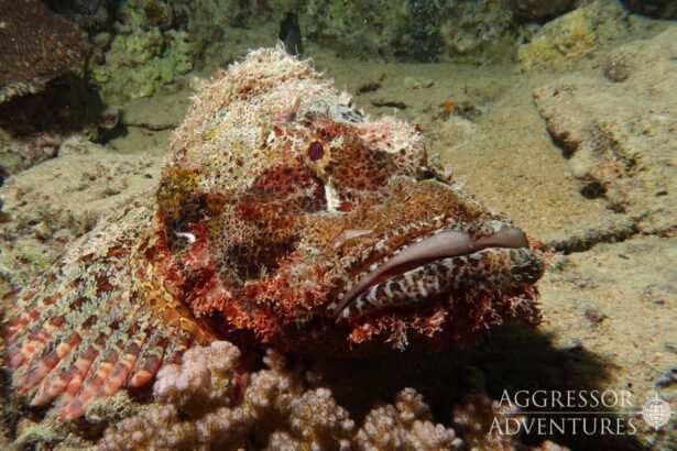 Camouflaged scorpionfish resting among coral on a Red Sea reef