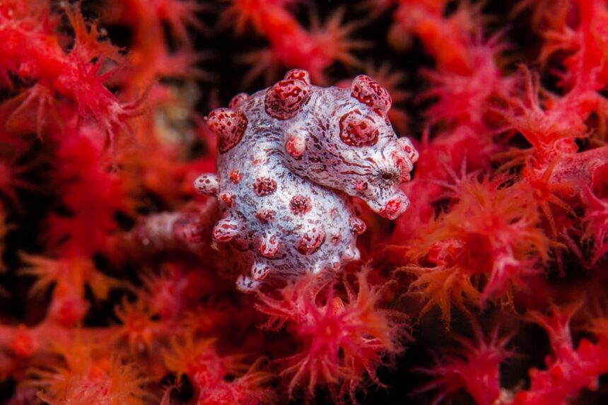 Pygmy seahorse camouflaged among red sea fan coral