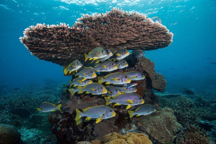 School of sweetlips fish sheltering under a table coral formation