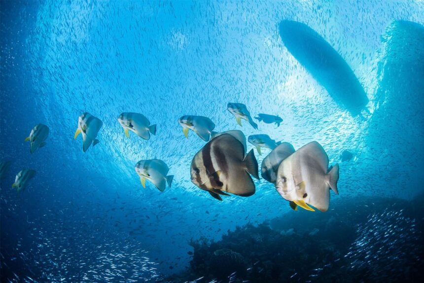 School of batfish swimming beneath the hull of a boat in Indonesian waters