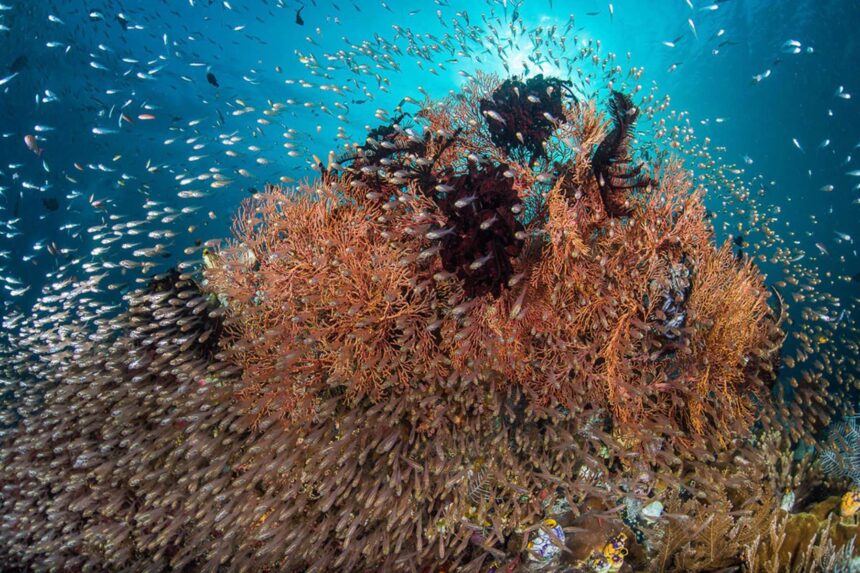 Dense school of glassfish swarming around red soft corals on an Indonesian reef
