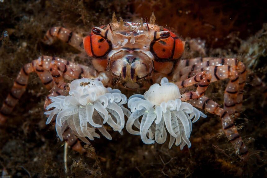 Boxer crab holding small white anemones in its claws