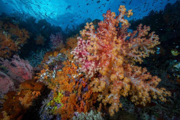 Colorful soft corals and reef fish on an Indonesian dive site