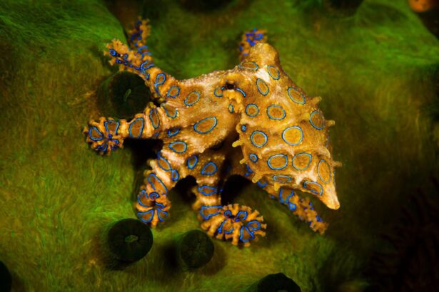 Blue-ringed octopus resting on green algae