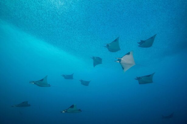 Group of manta rays swimming beneath a school of baitfish