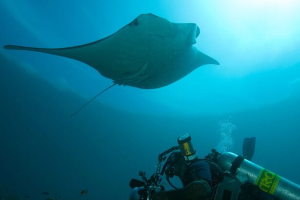 Diver hovering beneath a manta ray in open water