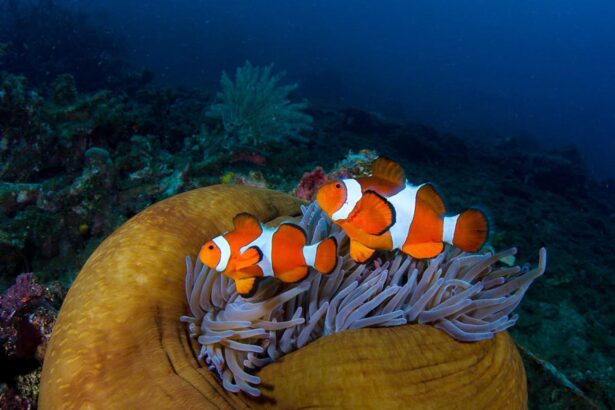 Pair of clownfish sheltering in a golden anemone
