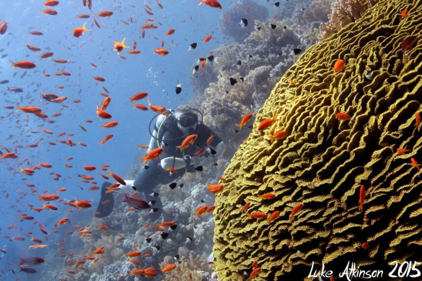 Diver exploring a yellow table coral surrounded by orange anthias fish