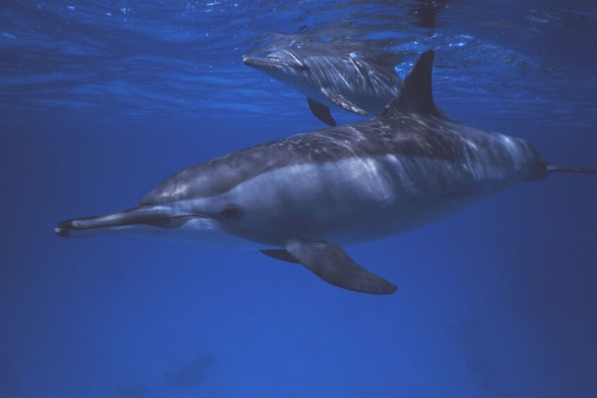 Pair of dolphins swimming near the surface in blue water