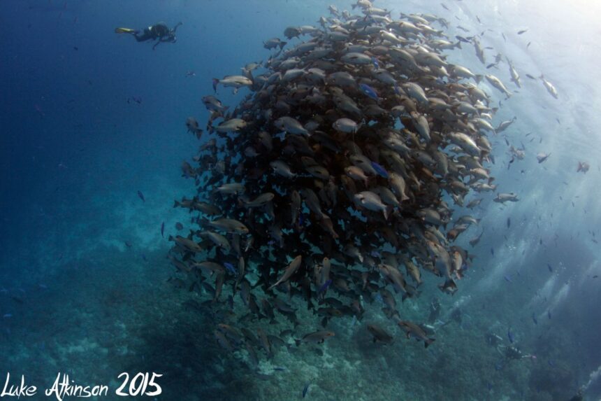 Diver approaching a massive school of fish swirling in a bait ball formation