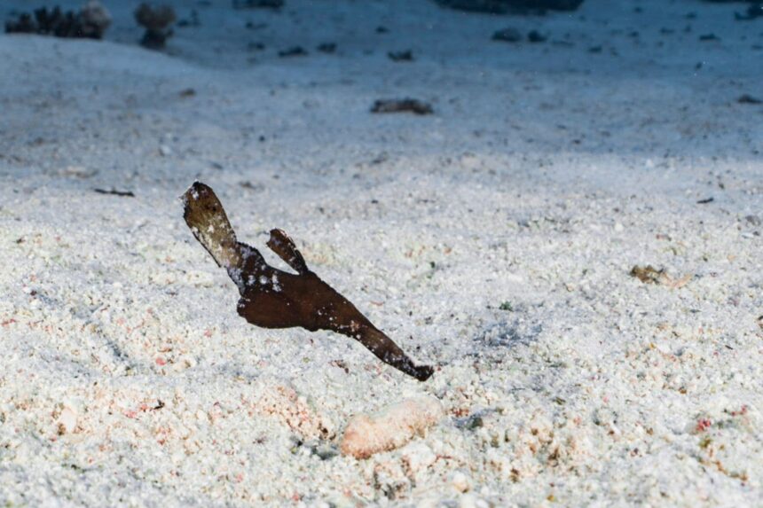 Robust ghost pipefish camouflaged against a sandy seabed