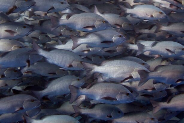 Tightly packed school of silver reef fish in the Red Sea