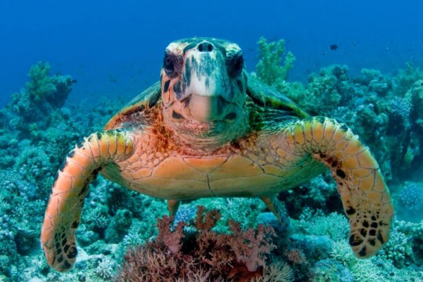 Green sea turtle swimming over a coral reef