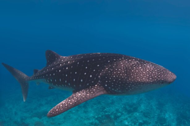Whale shark gliding over a shallow reef in the Red Sea