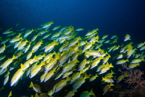 School of yellow-striped snapper swimming over the reef