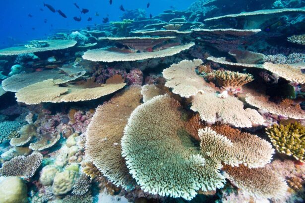 Table coral formations spreading across a sunlit reef
