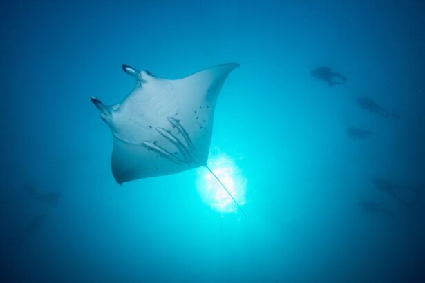 Manta ray gliding beneath divers silhouetted against the surface