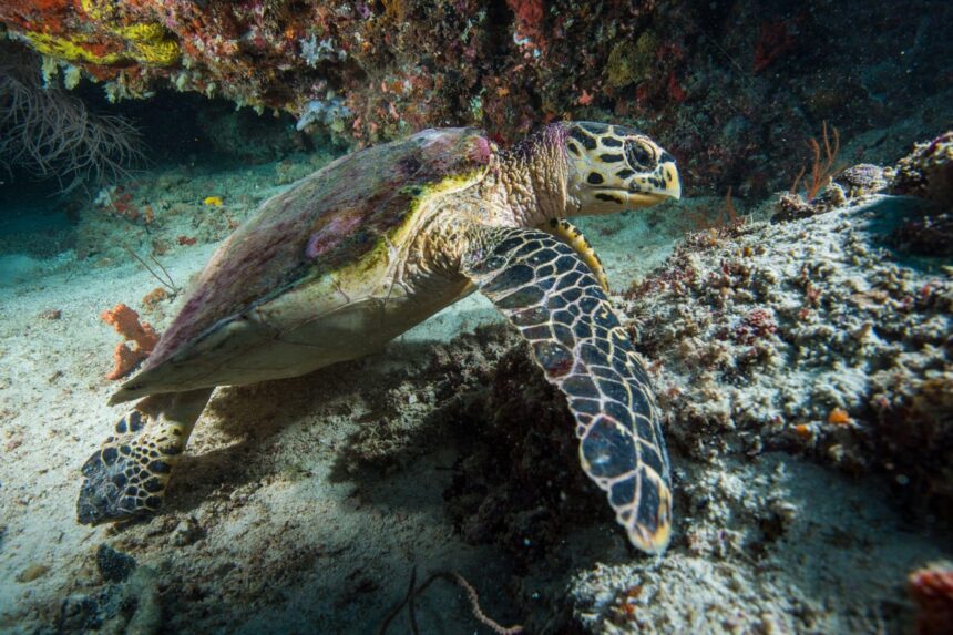 Hawksbill turtle resting among coral in the Maldives