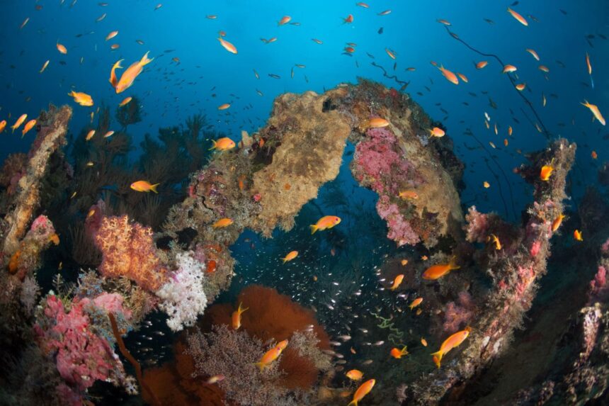 Orange anthias fish swarming over a coral archway reef structure
