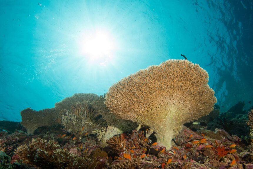 Table coral formation lit by sunlight filtering through the water
