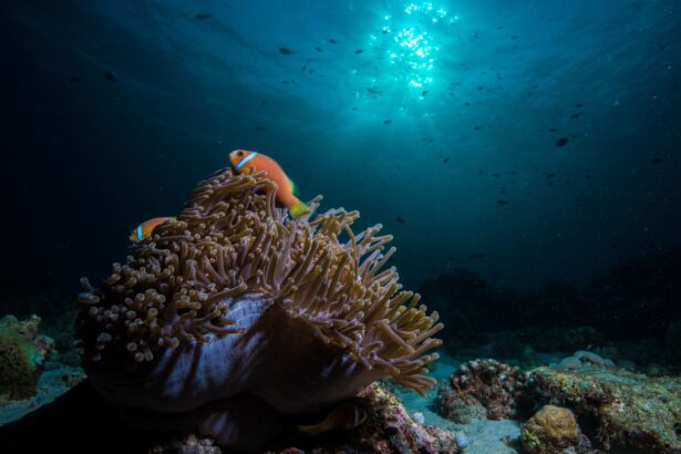 Two anemonefish sheltering in a swaying anemone on a Maldives reef