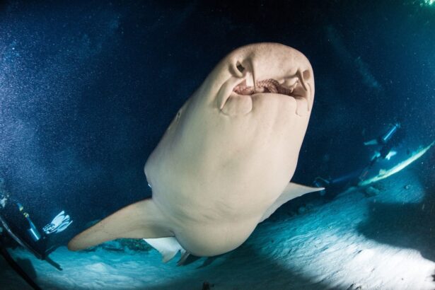 Nurse shark swimming straight toward the camera on a Maldives dive site