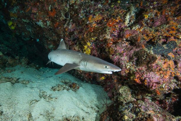 Whitetip reef shark resting in a coral crevice in the Maldives