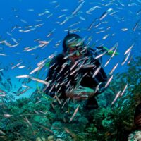 Scuba diver surrounded by a shimmering school of glassfish over a coral reef