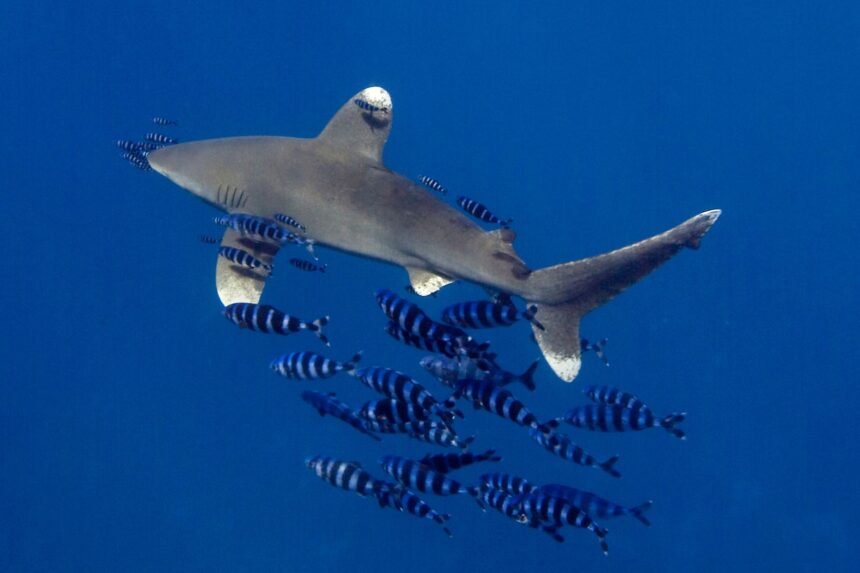 Oceanic whitetip shark trailed by a school of pilot fish in the Red Sea