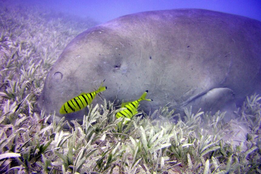 Dugong grazing on seagrass accompanied by two golden trevally in the Red Sea