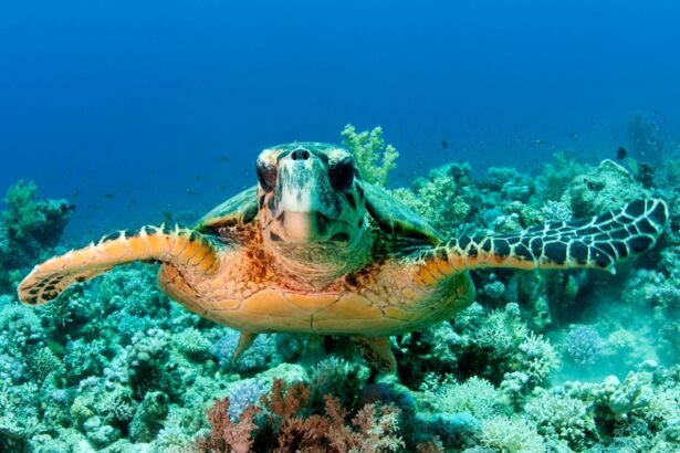Hawksbill turtle swimming over a coral reef in the Red Sea