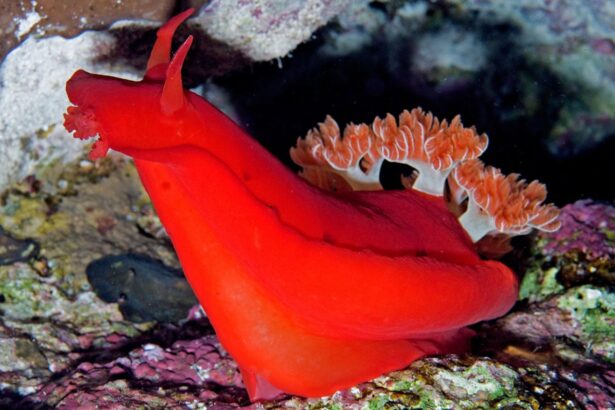 Bright red nudibranch crawling across a Red Sea reef
