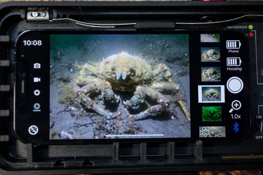 Phone seated in the open SportDiver housing with the app showing a photo of a sheep crab