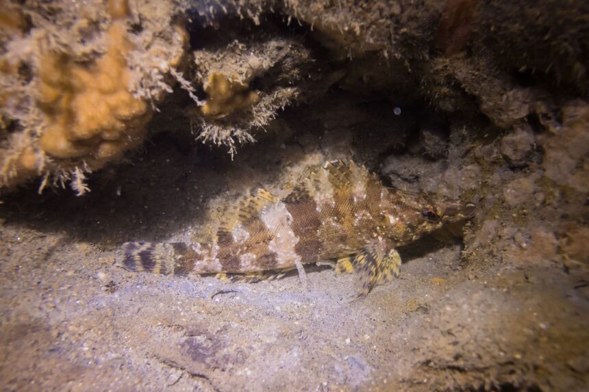 Mottled brown fish sheltering under a rocky ledge in a sample shot taken with the SportDiver