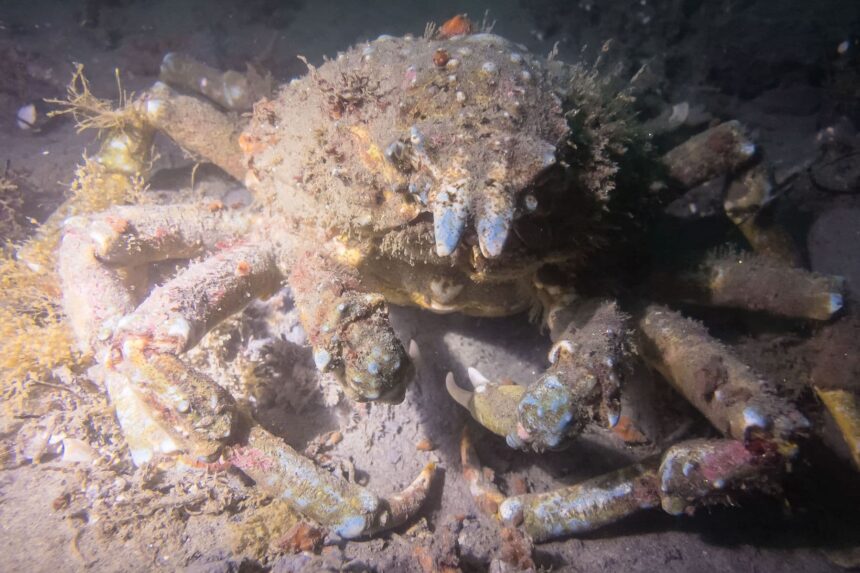 Large encrusted crab with long spiny legs on the seabed, captured through the SeaLife SportDiver housing