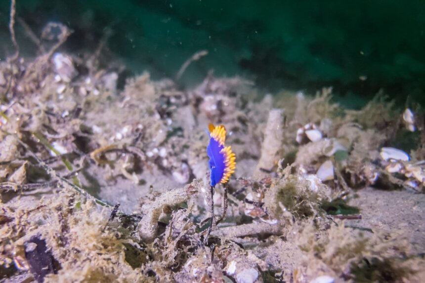 Blue and orange nudibranch on a rubble seafloor, shot through the SeaLife SportDiver housing