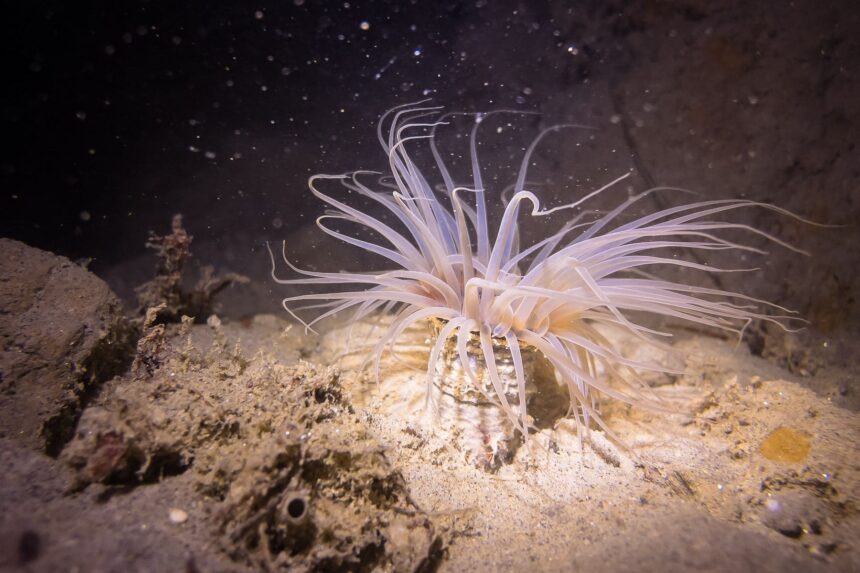 White anemone with long flowing tentacles rising from the sand, shot with the SeaLife SportDiver housing
