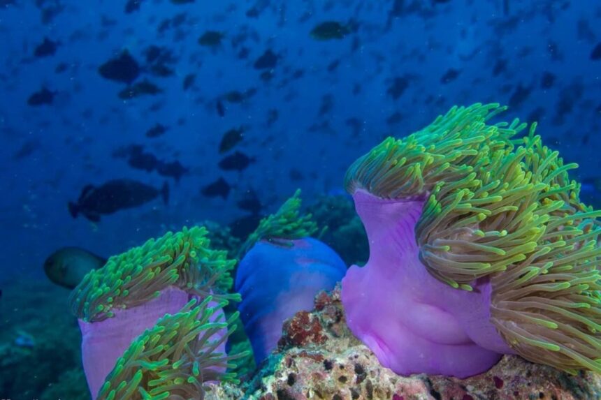 Magenta anemone with clownfish surrounded by reef fish in the Maldives