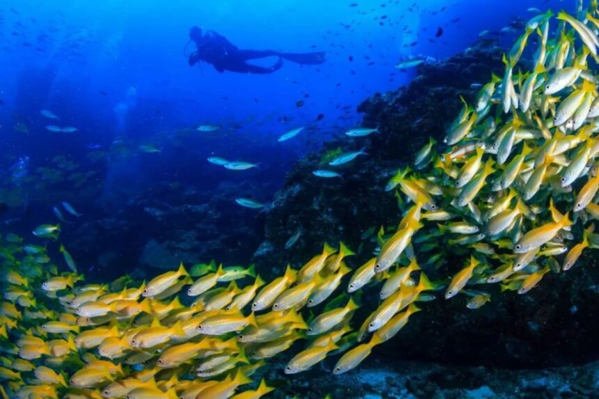 Diver hovering near a dense school of yellow snapper on a reef