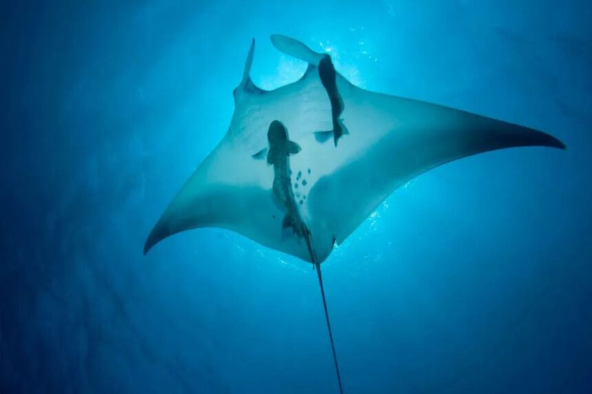 Manta ray gliding through blue water with two remoras attached