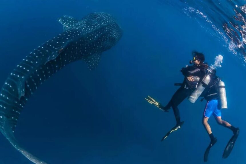 Diver swimming alongside a spotted whale shark in open water