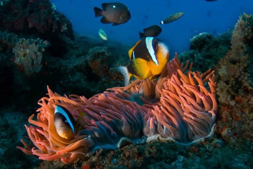 Pair of clownfish nestled in an orange anemone on a Maldives reef