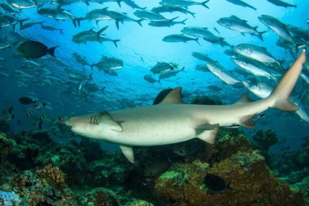 Nurse shark swimming beneath a school of fish over a Maldives reef