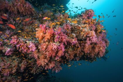 Pink and orange soft corals covering a reef wall with schooling anthias at Fotteyo Kandu, Vaavu Atoll