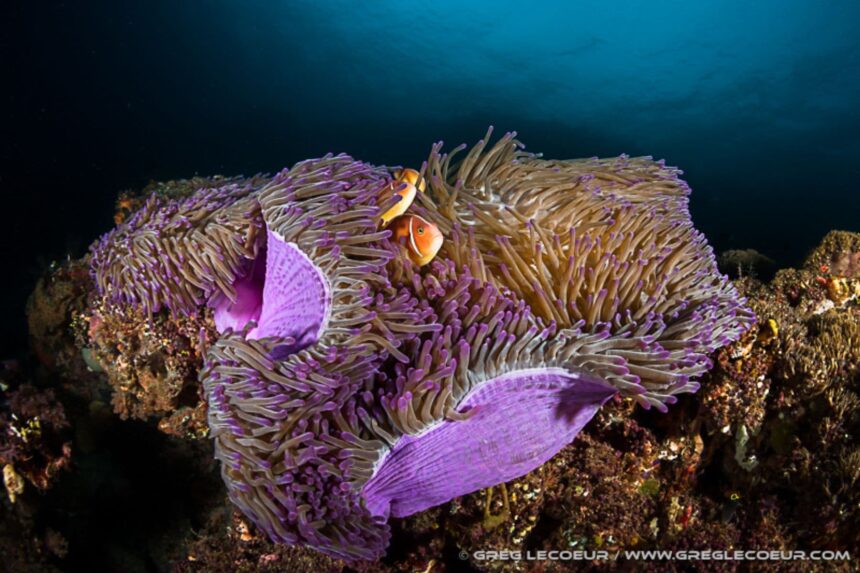 Clownfish sheltering in a purple tipped magnificent sea anemone on the reef
