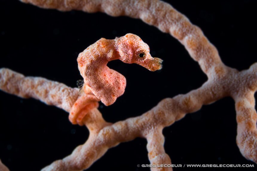Pygmy seahorse clinging to a gorgonian sea fan