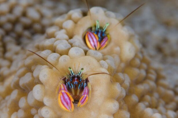 Pair of coral crabs peeking out from the folds of a bubble coral