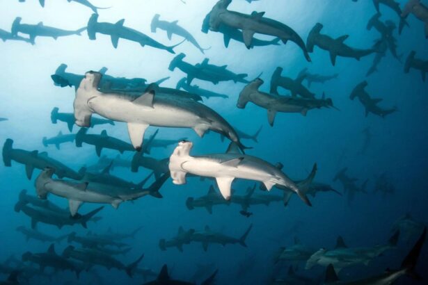 Large school of hammerhead sharks swimming in open water near the Galapagos