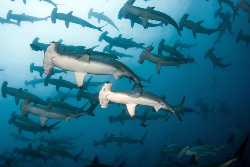 Large school of hammerhead sharks swimming in open water near the Galapagos